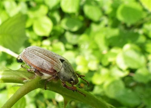 Melolontha melolontha